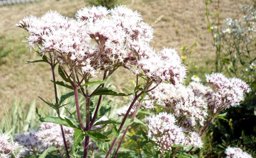 Image of Eupatorium cannabinum specimen.