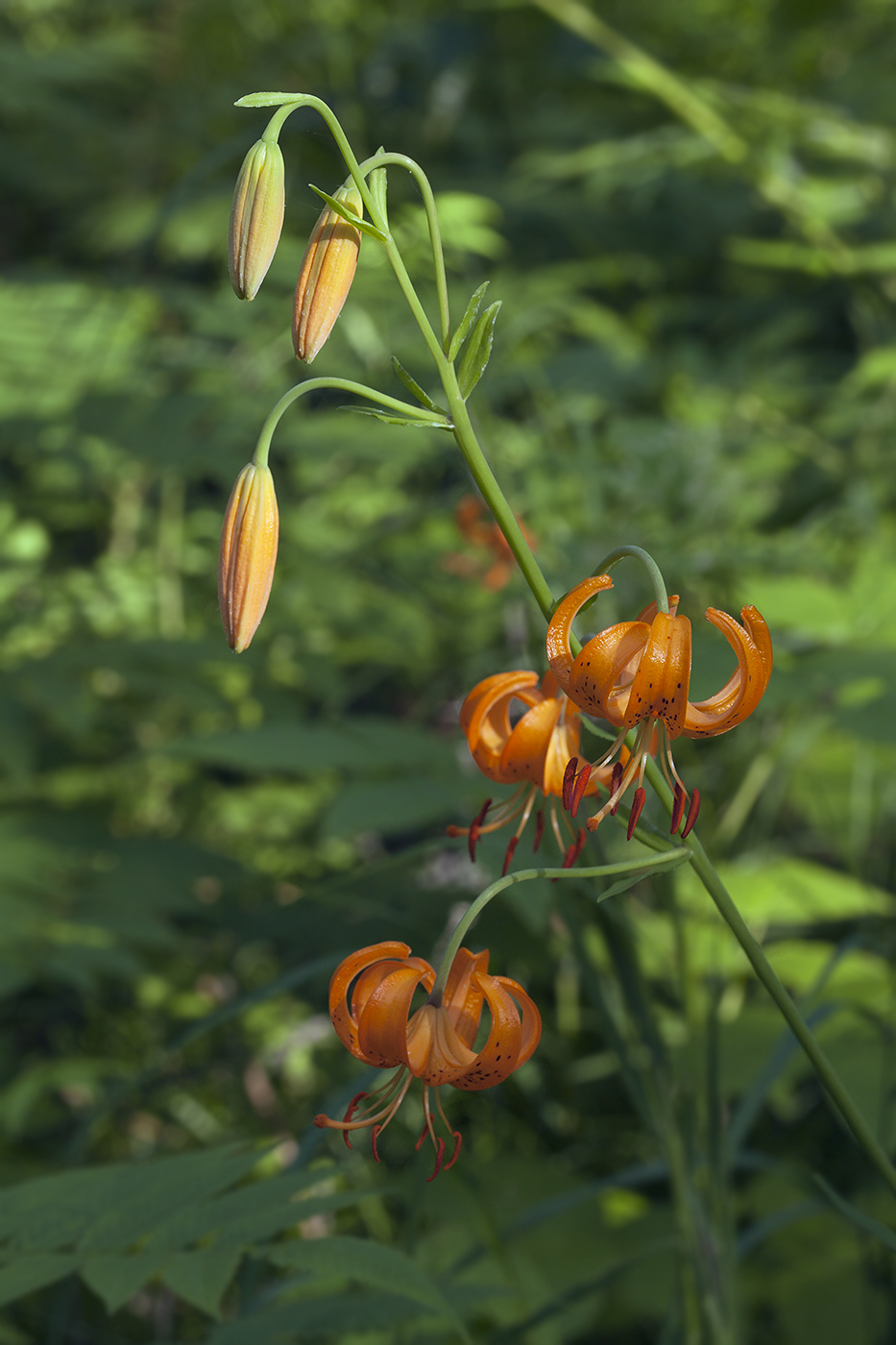 Image of Lilium debile specimen.