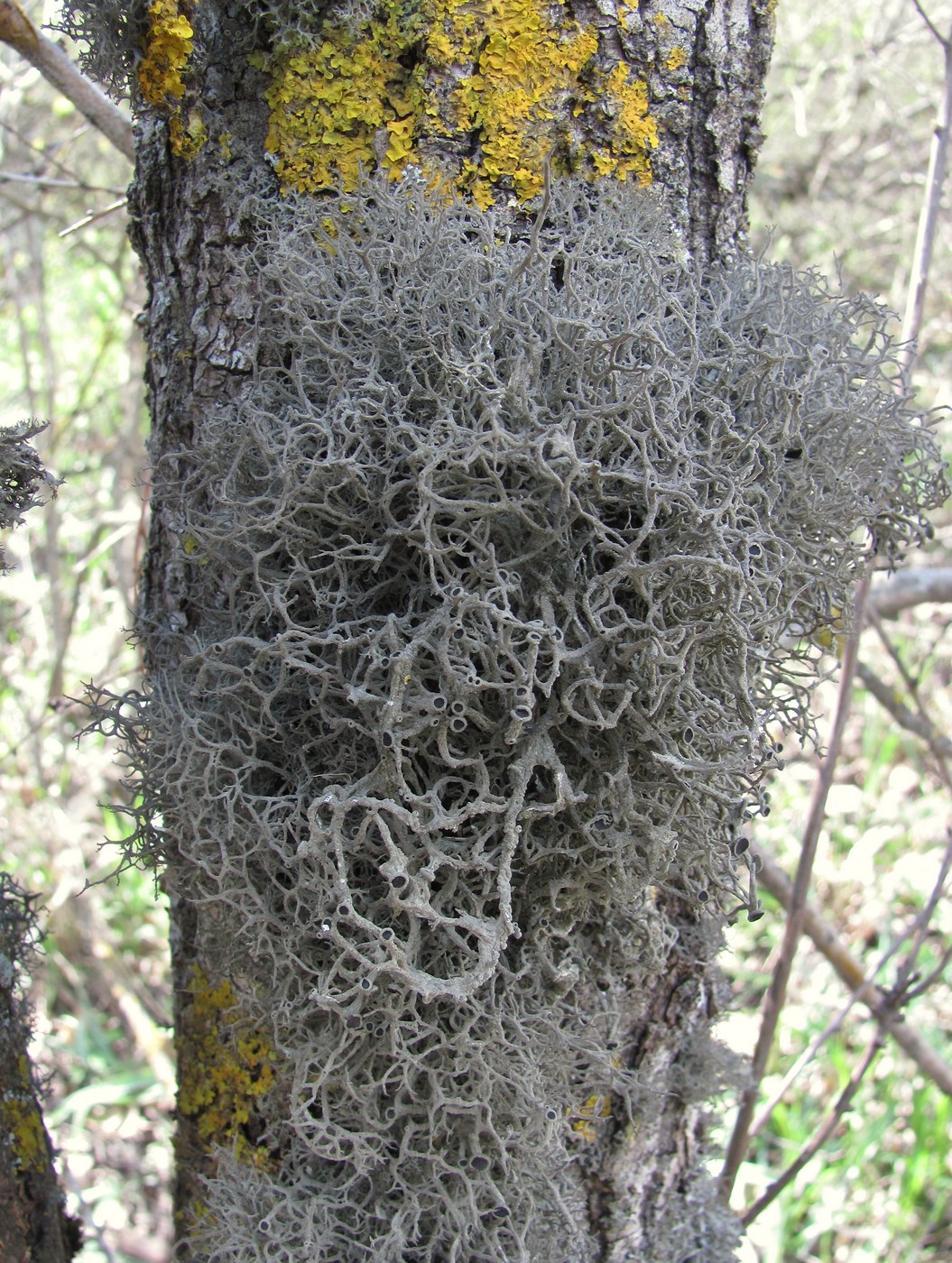 Image of Tornabea scutellifera specimen.