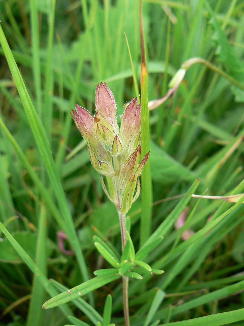 Image of Dracocephalum argunense specimen.