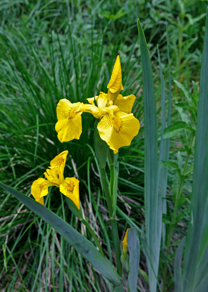 Image of Iris pseudacorus specimen.