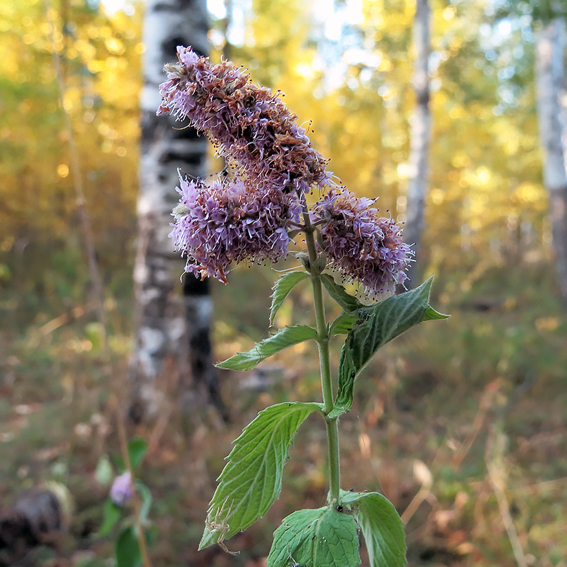 Изображение особи Mentha longifolia.