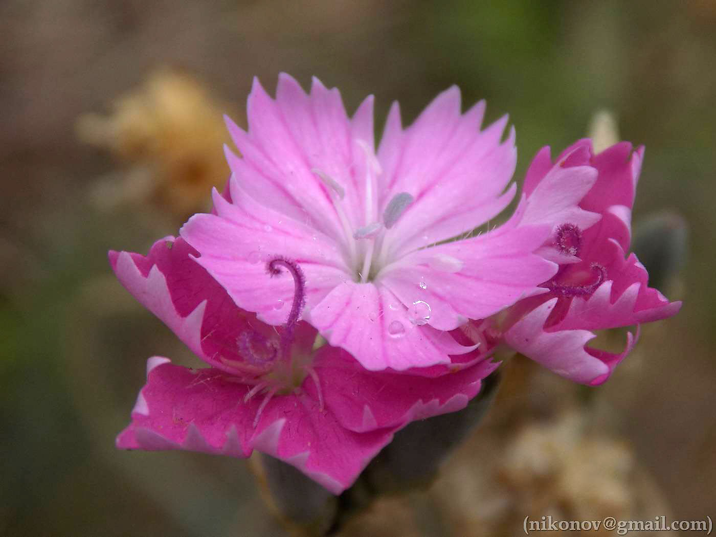 Изображение особи род Dianthus.