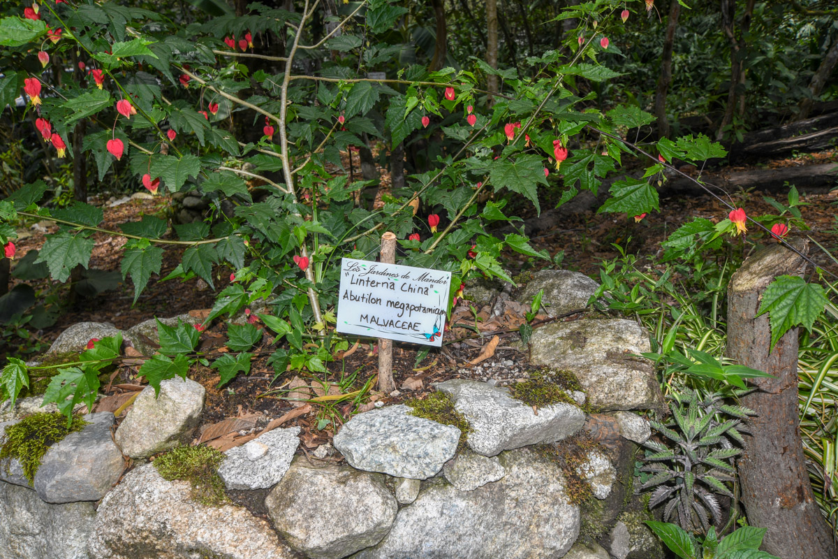 Image of Abutilon megapotamicum specimen.