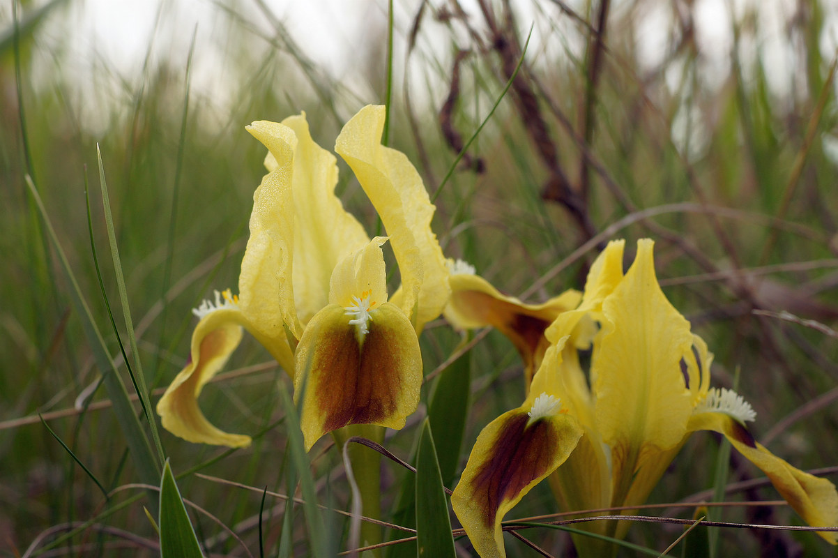 Image of Iris pumila specimen.