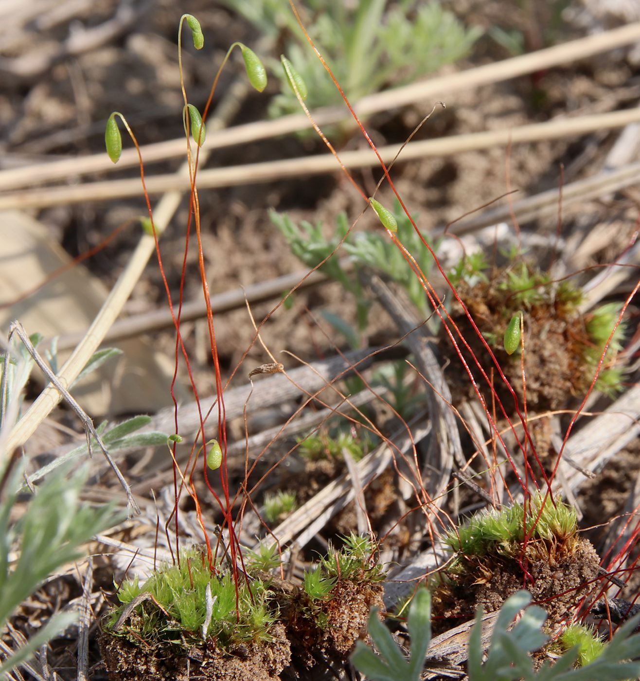 Изображение особи Bryum caespiticium.