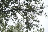 genus Betula. Ветвь. Приморский край, Лазовский р-н, Лазовский заповедник, 1 км Ю кордона Америка. 17.08.2009.