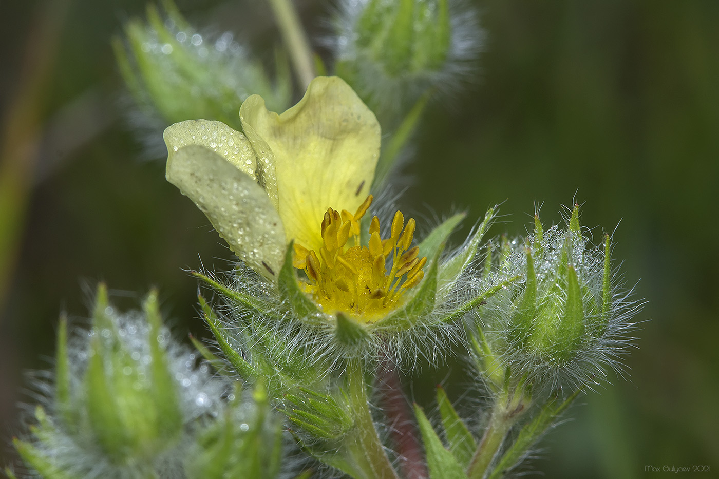 Image of Potentilla semilaciniosa specimen.