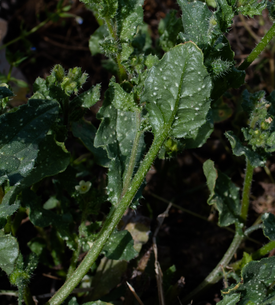 Image of Anchusa aegyptiaca specimen.