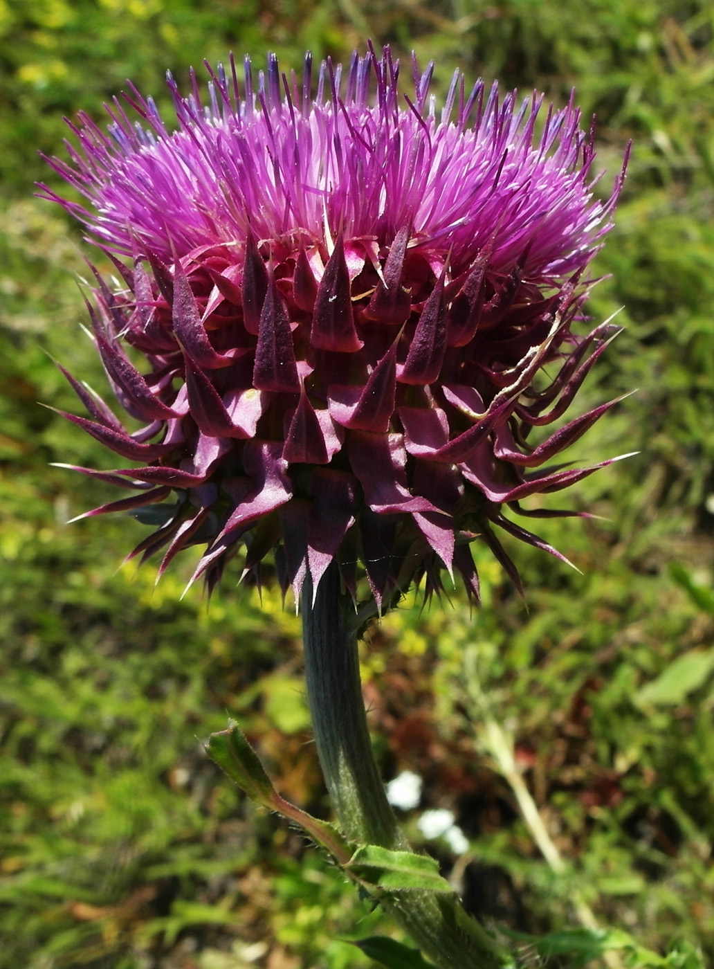 Image of Carduus thoermeri specimen.