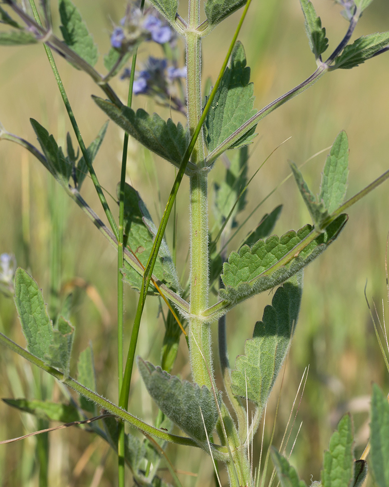 Image of Nepeta parviflora specimen.