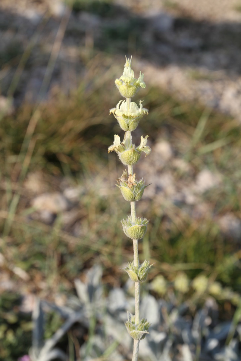 Image of Sideritis catillaris specimen.