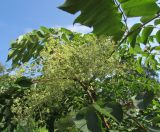 Aralia spinosa