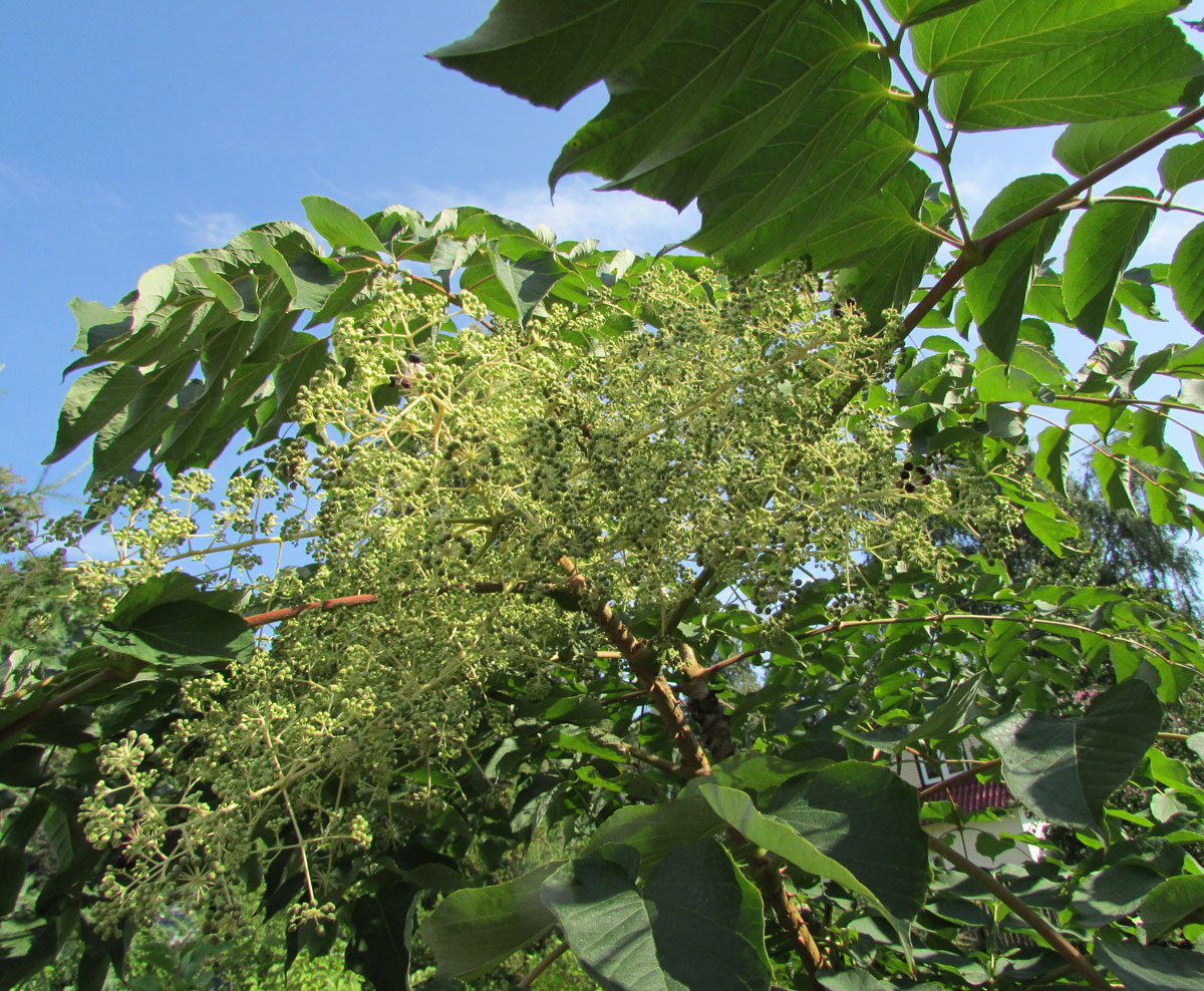 Изображение особи Aralia spinosa.