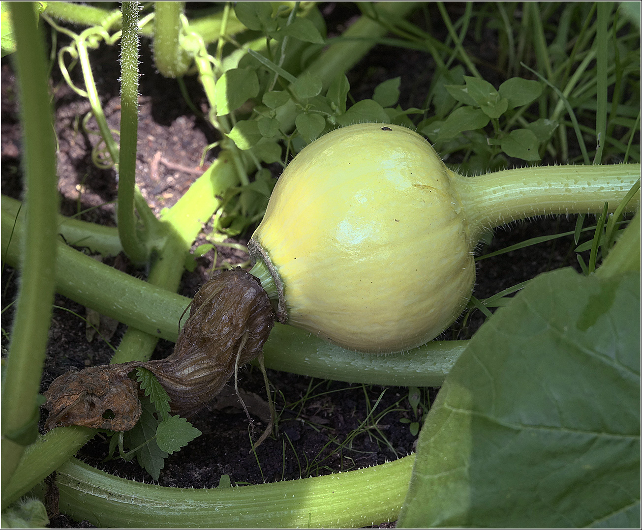 Image of Cucurbita maxima specimen.