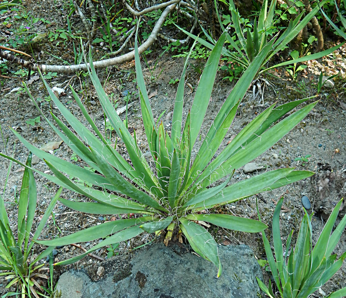 Изображение особи Yucca filamentosa.