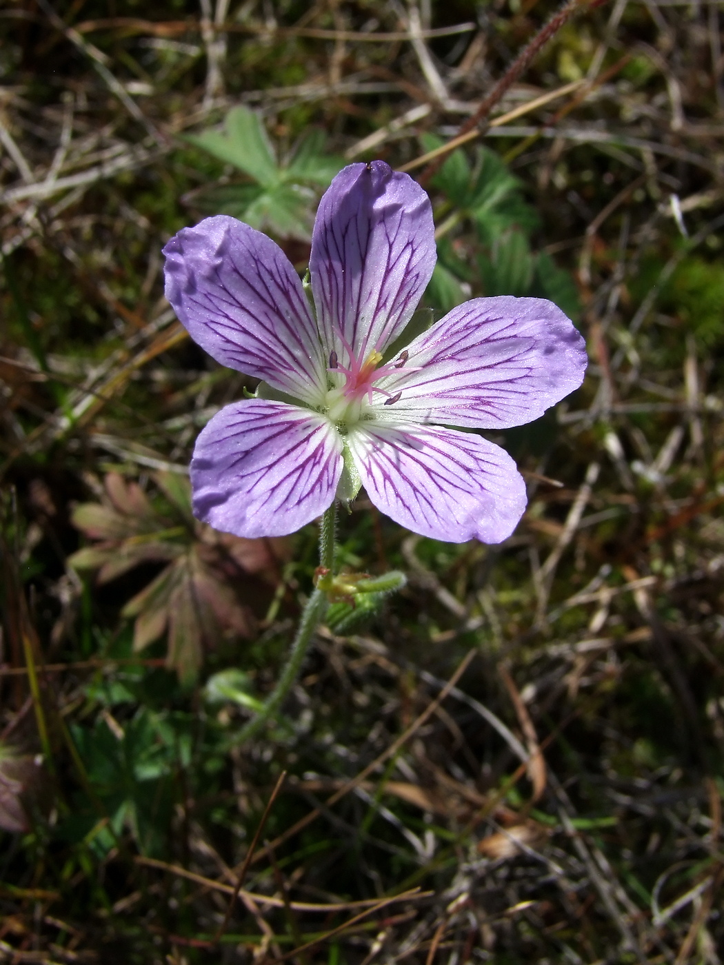 Изображение особи Geranium wlassovianum.