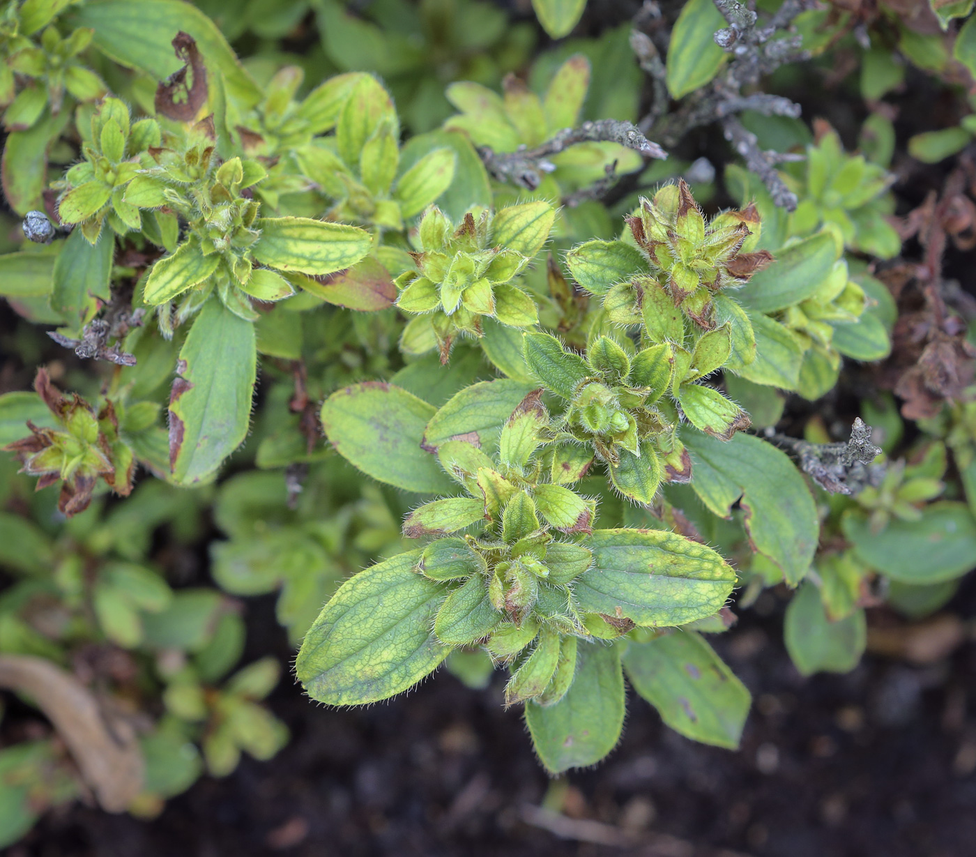 Image of Rhododendron camtschaticum specimen.