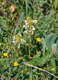 Pedicularis compacta. Цветущее растение. Алтай, Северо-Чуйский хребет, верховья р. Актру, ≈ 2200 м н.у.м., субальпийский луг. 02.07.2021.