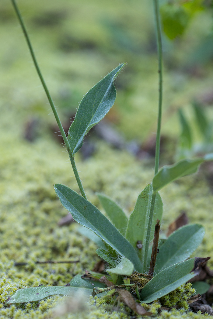 Изображение особи род Hieracium.