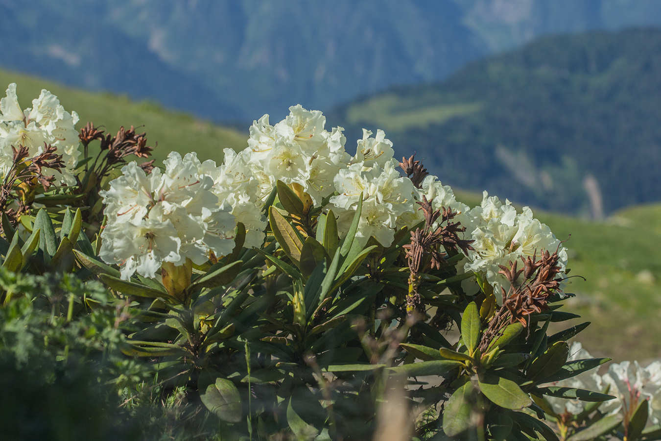 Image of Rhododendron caucasicum specimen.