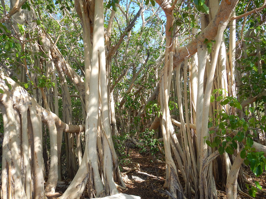 Image of Ficus grevei specimen.