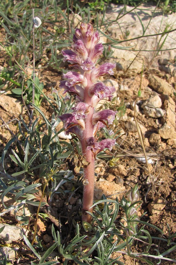 Image of Orobanche pubescens specimen.