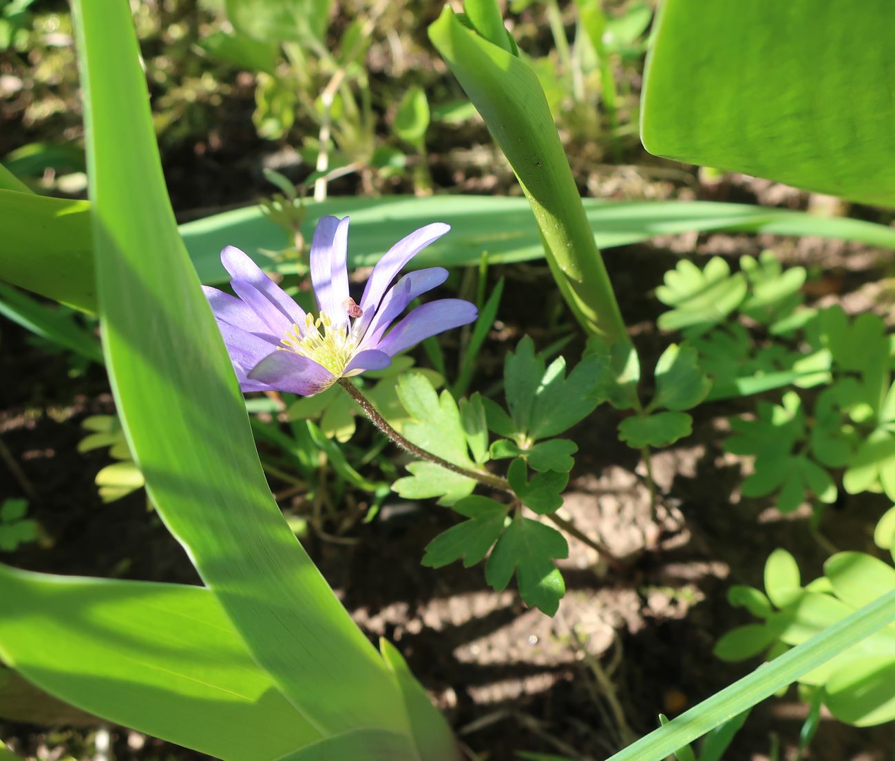 Image of Anemone blanda specimen.