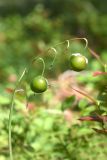 Convallaria majalis. Соплодие с незрелыми плодами. Марий Эл, Звениговский р-н, Кокшайск, сосновый лес. 16.08.2022.