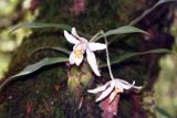 genus Coelogyne