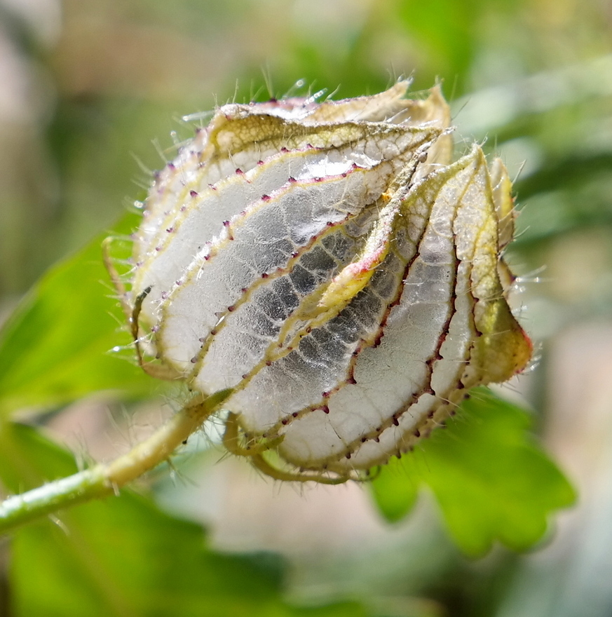 Image of Hibiscus trionum specimen.