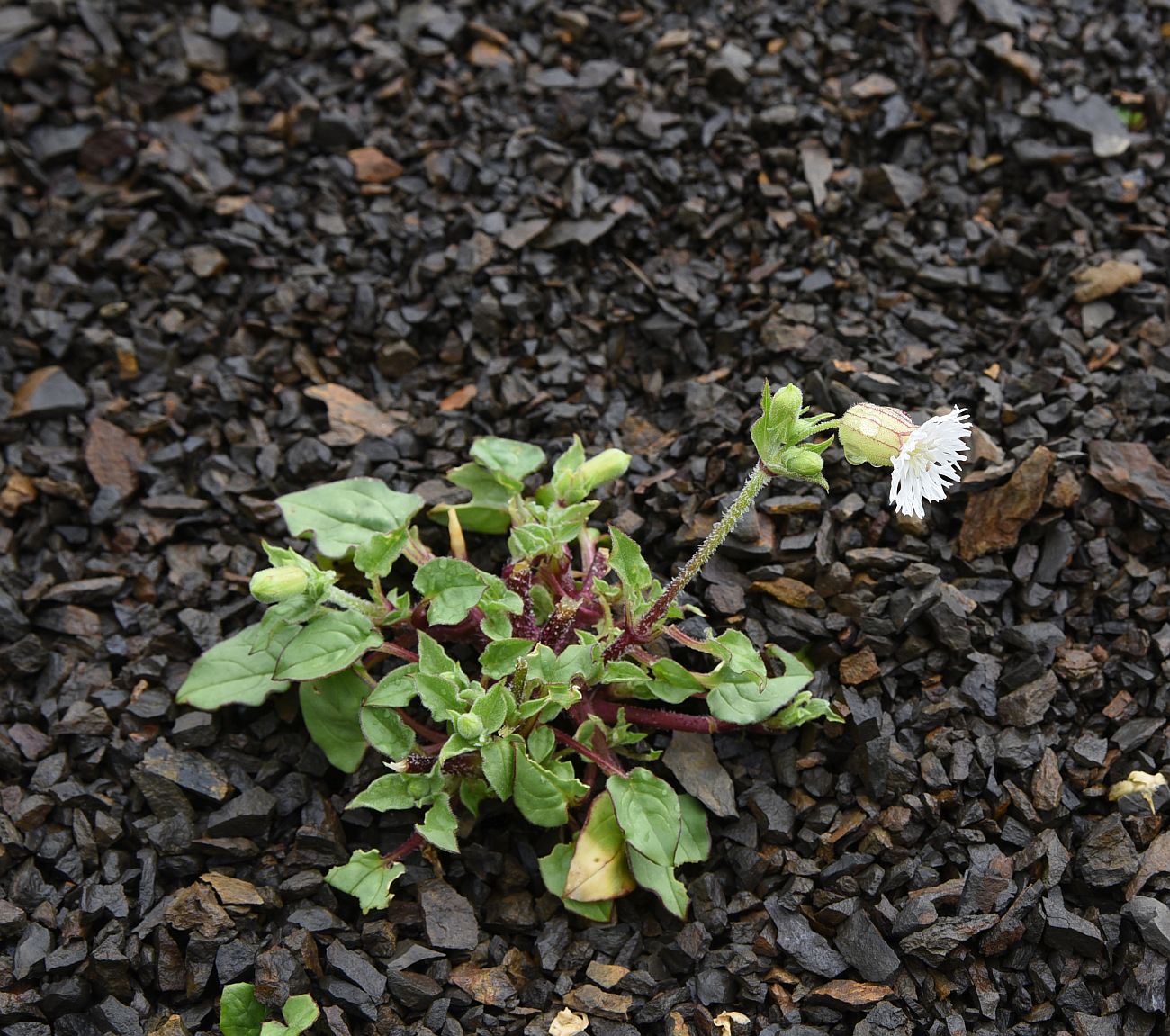 Image of Oberna lacera specimen.