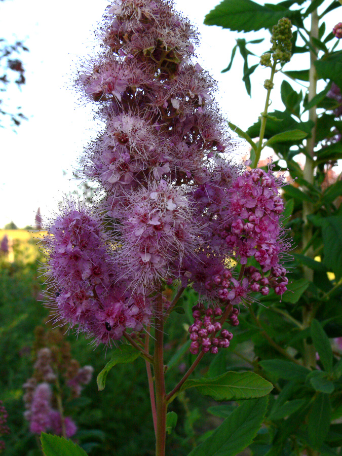 Image of Spiraea salicifolia specimen.