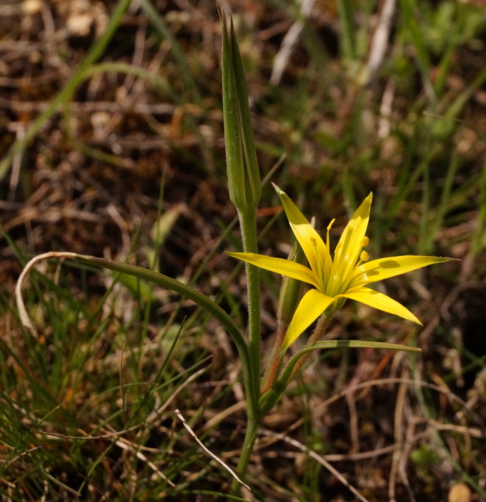 Image of Gagea taurica specimen.