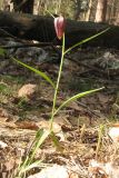 Fritillaria meleagris