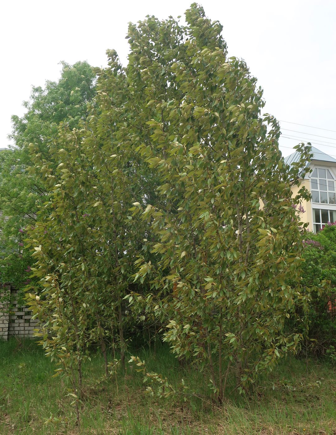 Image of Populus longifolia specimen.