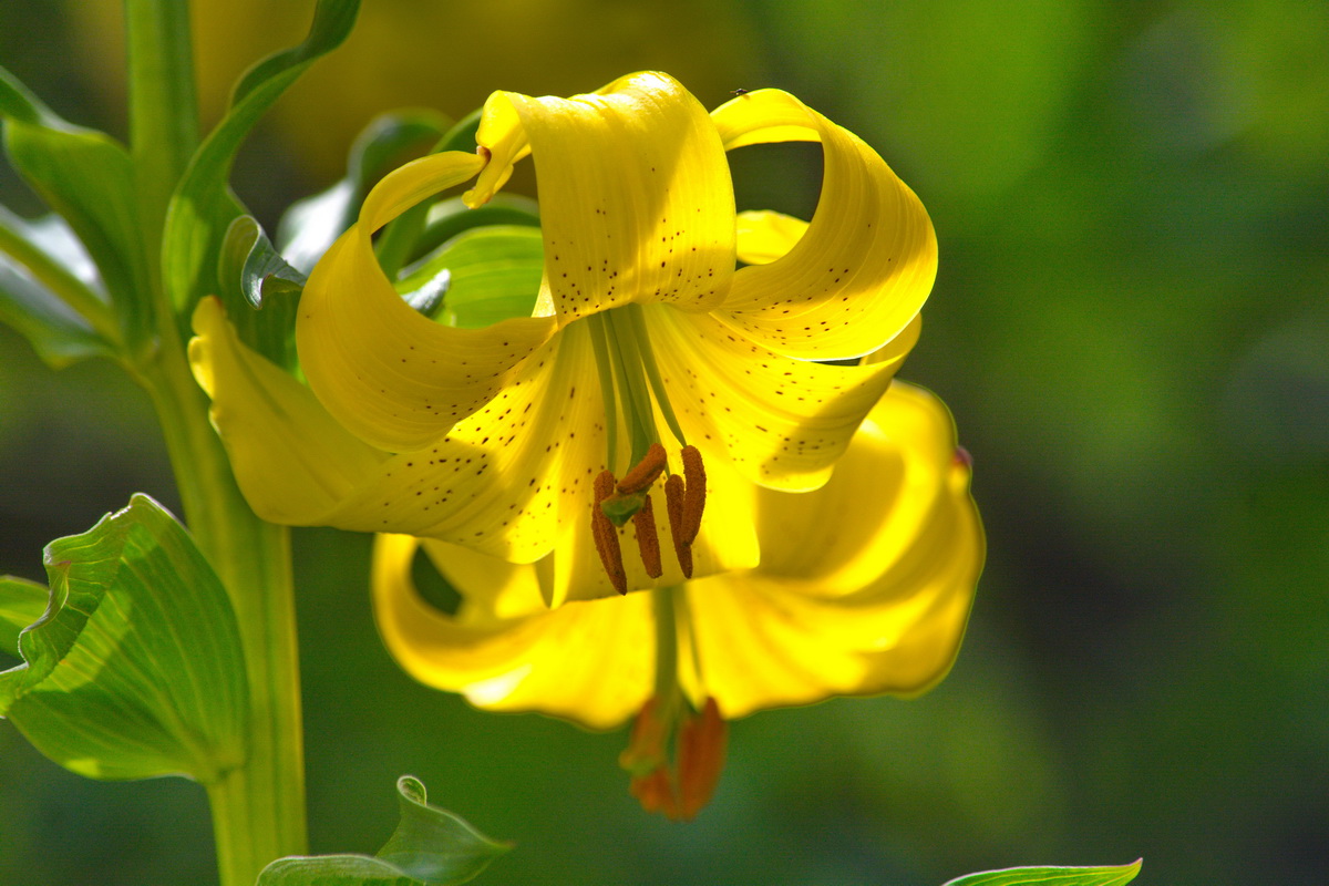 Image of Lilium monadelphum specimen.