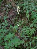 Aconitum ajanense