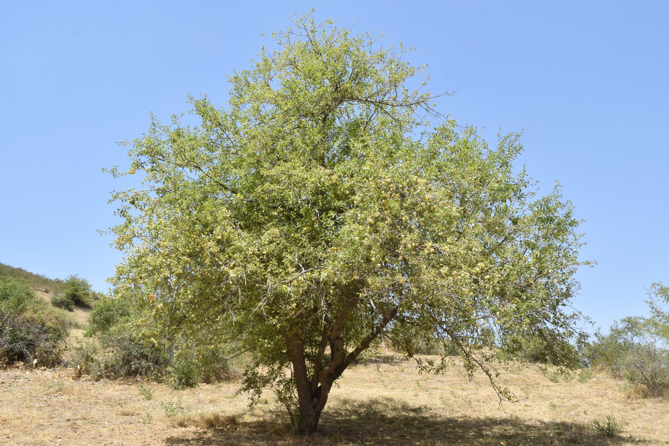 Image of Malus domestica specimen.