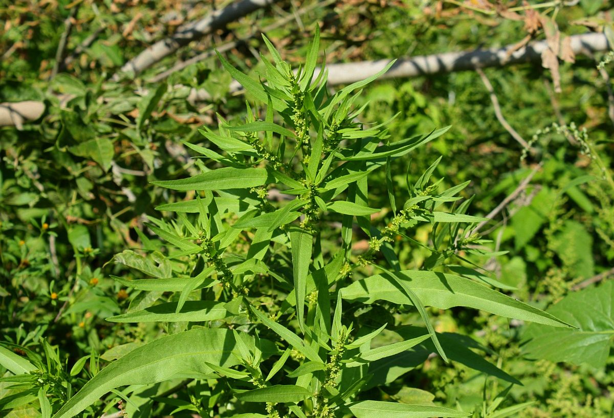 Image of Rumex maritimus specimen.