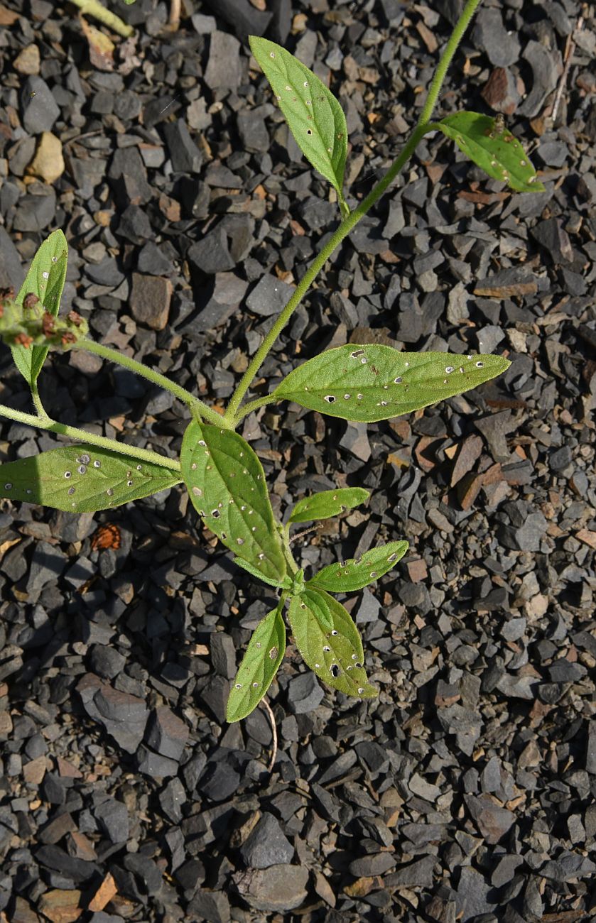 Image of Heliotropium styligerum specimen.