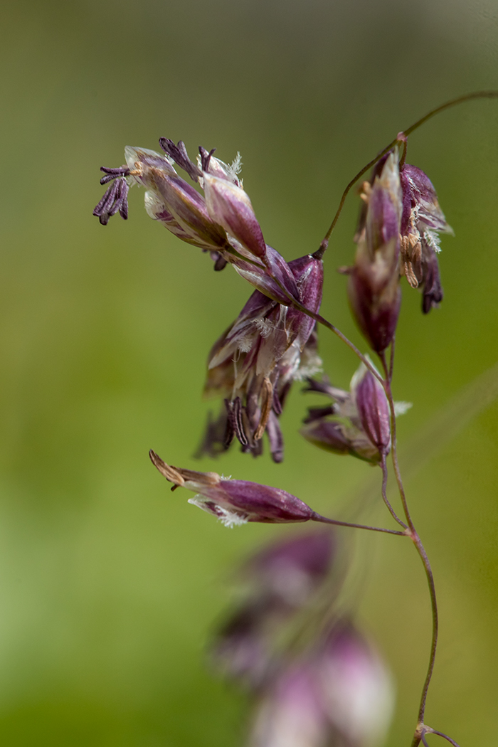 Image of familia Poaceae specimen.