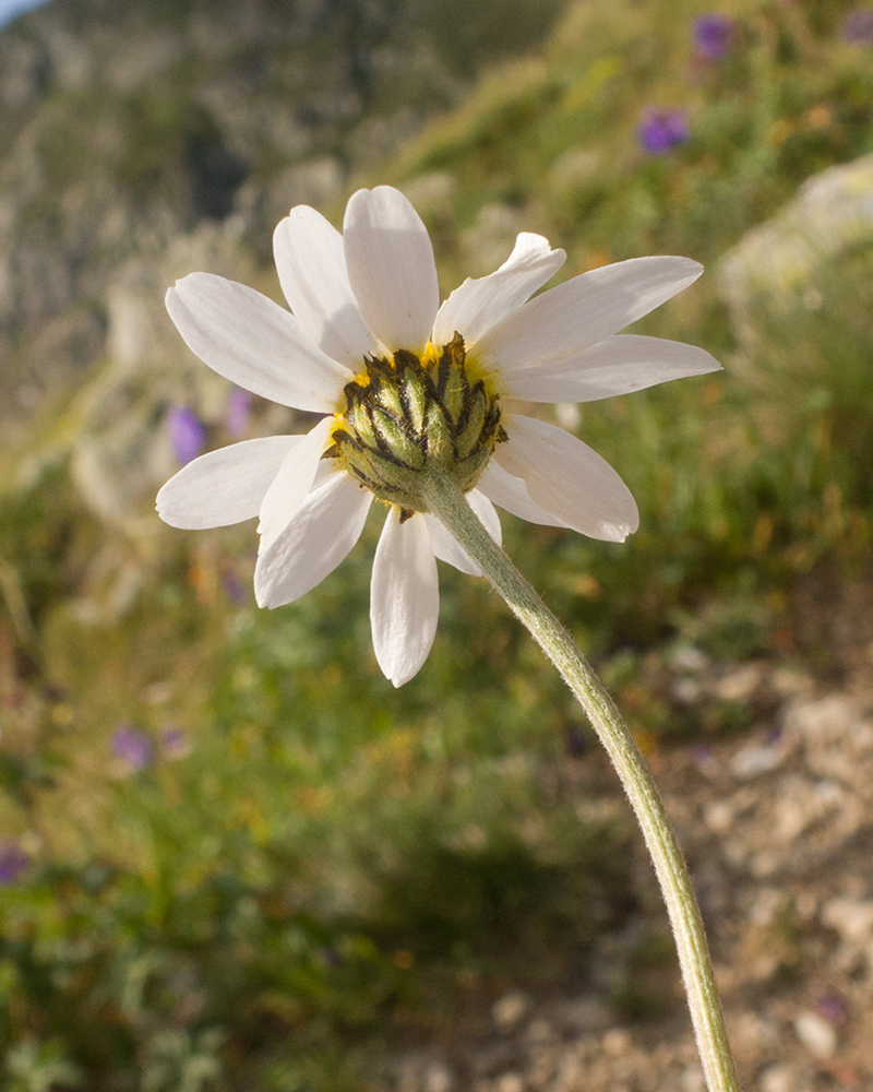 Изображение особи Anthemis saportana.