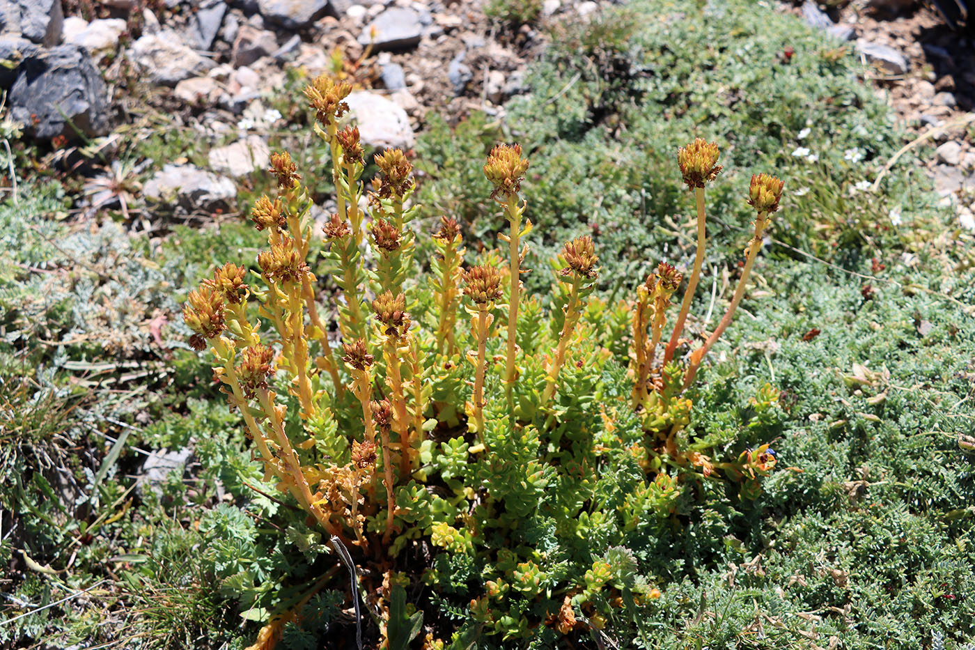 Изображение особи Rhodiola heterodonta.