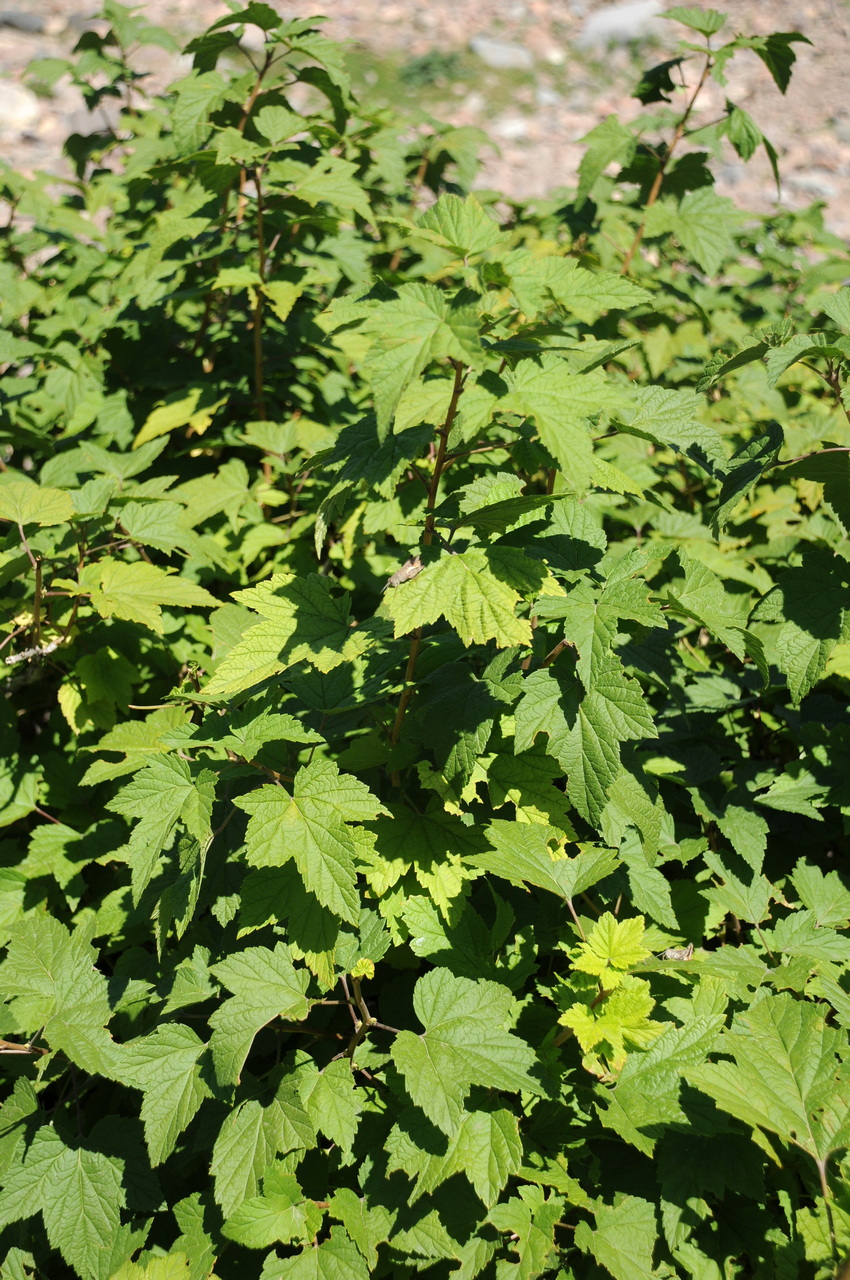 Image of Ribes janczewskii specimen.