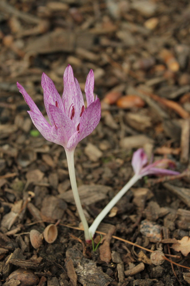 Изображение особи Colchicum &times; agrippinum.