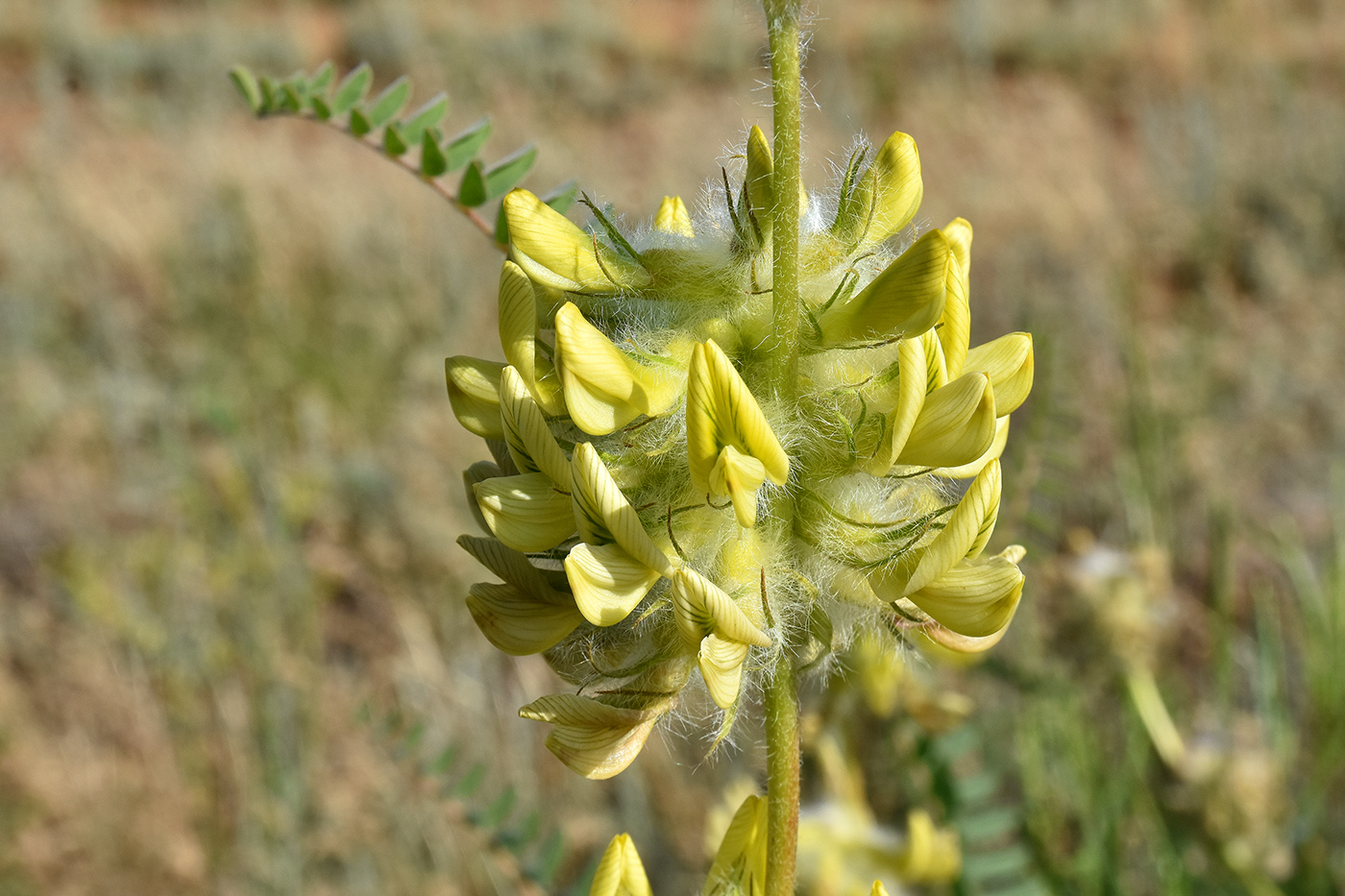 Изображение особи Astragalus vulpinus.