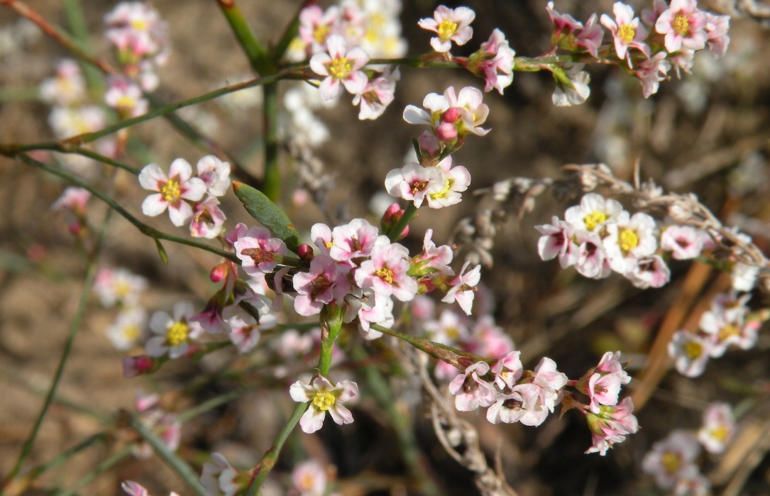 Image of Polygonum arenarium specimen.