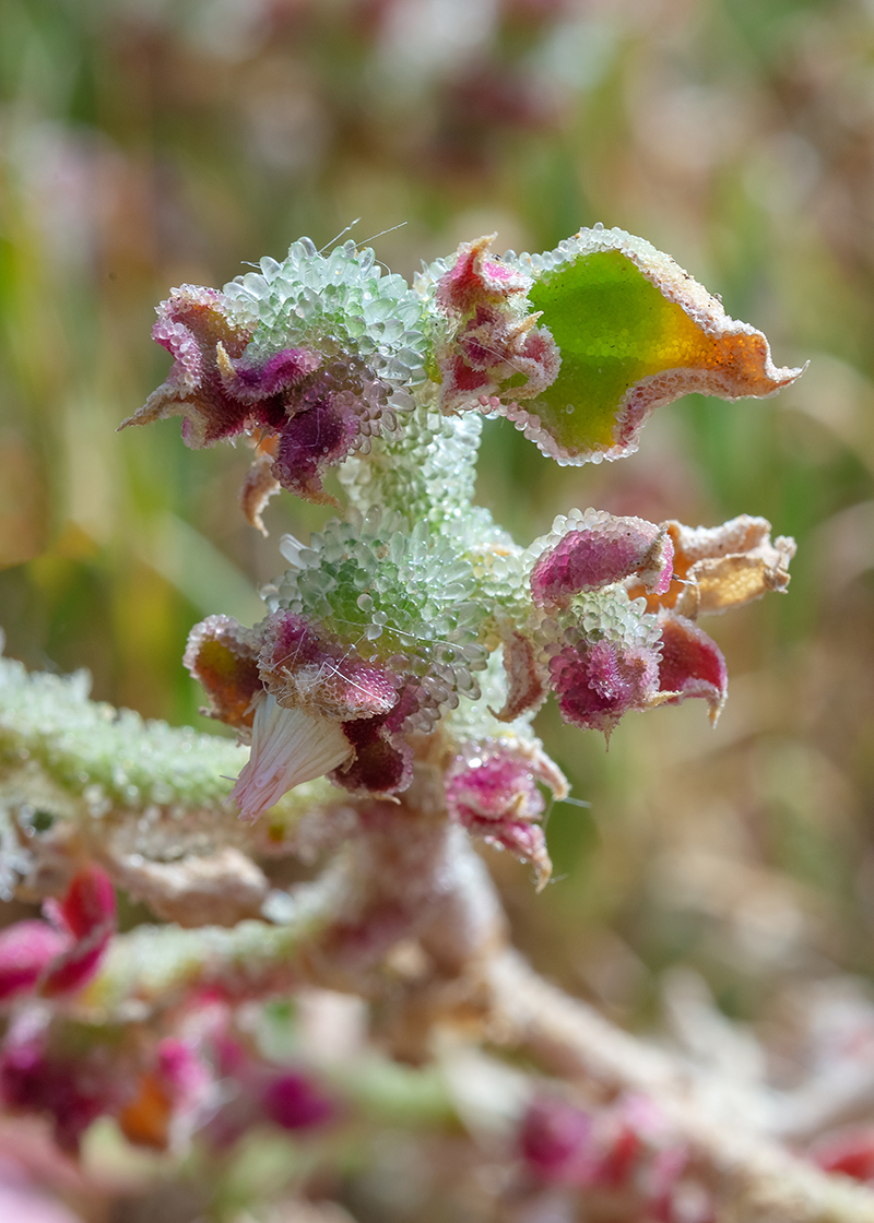 Image of Mesembryanthemum crystallinum specimen.