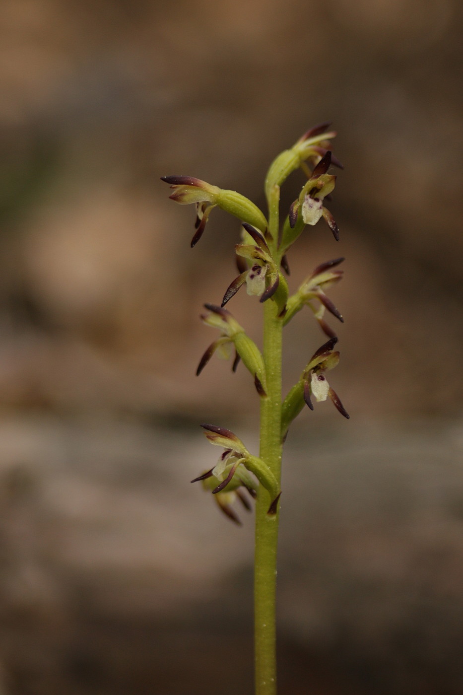 Изображение особи Corallorhiza trifida.